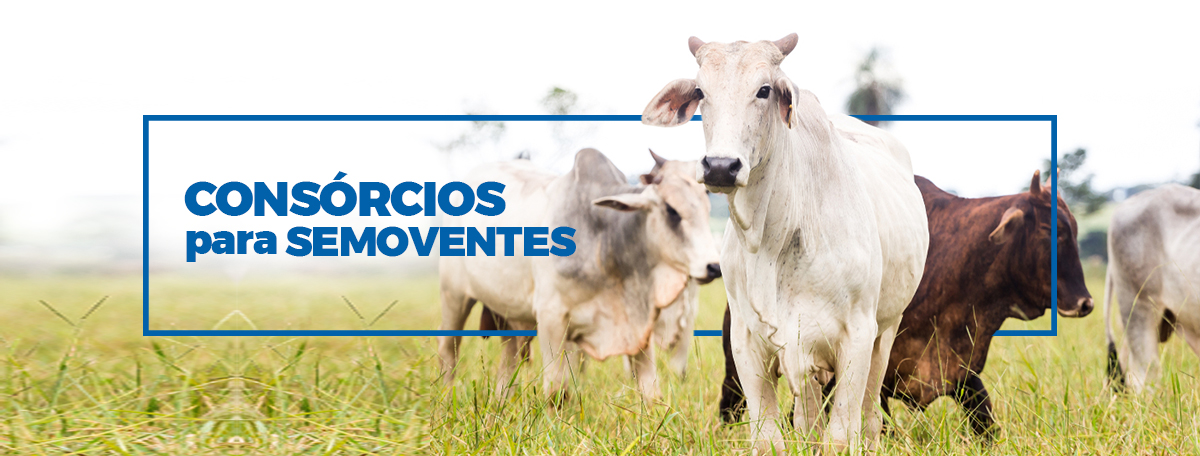 Consórcios para Semoventes - Consórcios Digital